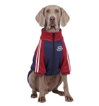 Varsity Dog Jacket