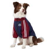 Varsity Dog Jacket
