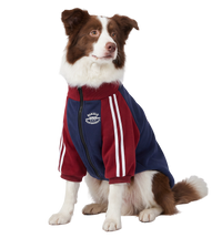 Varsity Dog Jacket
