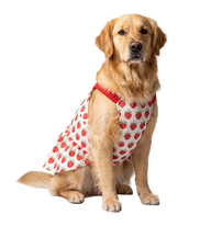 Berry Pet Dress