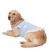 Lace Pet Dress
